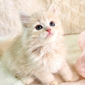 サイベリアン【大阪府・女の子・2025年9月8日・クリームタビー（トリプルコートふわふわです💗）】の写真「良血統✨ふわふわおめめぱっちりの女の子💕」