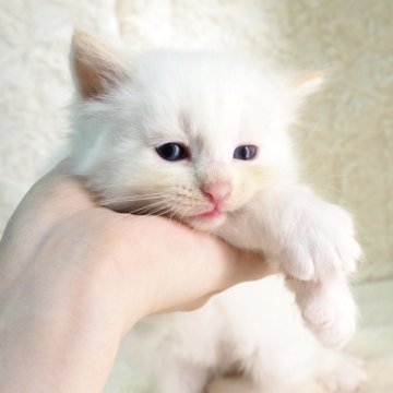 サイベリアン【大阪府・男の子・2025年9月13日・クリームポイント（トリプルコートふわふわです💗）】の写真「表情豊かでまっしろな天使くん💕チャンピオン血統✨」