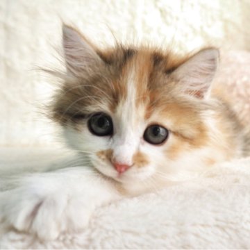 サイベリアン【大阪府・女の子・2025年9月10日・キャリコ（トリプルコートふわふわです💗）】の写真「良血統✨オレンジ多めのキャリコちゃん💕」