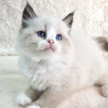 サイベリアン【大阪府・男の子・2025年9月13日・シールポイントバイカラー(トリプルコートふわふわです💗)】の写真「まんまる癒し系のビッグボーイくん💕」