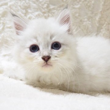 サイベリアン【大阪府・女の子・2025年9月13日・ブルーポイント（トリプルコートふわふわです💗）】の写真「上品で美しいお姫さま💕チャンピオン血統✨」