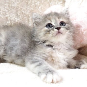 サイベリアン【大阪府・女の子・2025年9月10日・ダイリュートキャリコ（トリプルコートふわふわです💗）】の写真「良血統✨マイペースなダイリュートキャリコちゃん💕」