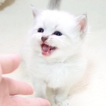 サイベリアン【大阪府・男の子・2025年4月7日・ブルーリンクスポイント（トリプルコートふわふわです💗）】の写真「癒し系の男の子💖両親ロシア出身👑」