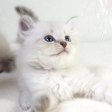 サイベリアン【大阪府・男の子・2025年4月7日・ブルーリンクスポイント（トリプルコートふわふわです💗）】の写真「元気いっぱいのお茶目さん💖両親ロシア出身👑」
