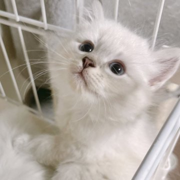 サイベリアン【大阪府・女の子・2025年9月13日・ブルーポイント（トリプルコートふわふわです💗）】の写真「美しいお顔のお姫さま💕チャンピオン血統✨」