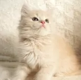 サイベリアン【大阪府・女の子・2025年9月8日・クリームタビー】の写真1「おめめぱっちりで可愛い女の子💕優しい色合いがたまりません🥰」