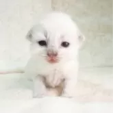 サイベリアン