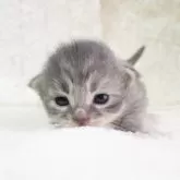 サイベリアン