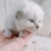 サイベリアン【大阪府・男の子・2025年3月11日・ブルーポイント】の写真1「美形でばぶちゃん顔♡ポテポテさんです♡」