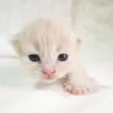 サイベリアン
