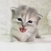 サイベリアン