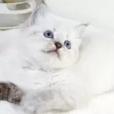 サイベリアン