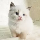 サイベリアン