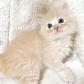 サイベリアン