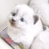 サイベリアン