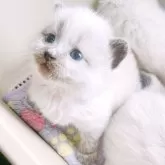 サイベリアン【大阪府・女の子・2025年6月12日・シールポイント】の写真2「とっても美猫さん♡」