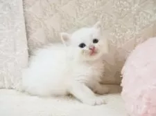 サイベリアン【大阪府・男の子・2025年9月8日・クリームポイント】の写真7