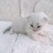 サイベリアン【大阪府・男の子・2025年3月11日・ブルーポイント】の写真3「ぬいぐるみ！？ポテポテさん♡」