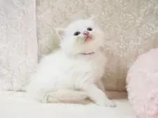 サイベリアン【大阪府・男の子・2025年9月8日・クリームポイント】の写真5