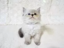 サイベリアン【大阪府・男の子・2025年9月13日・ブルーポイント】の写真10