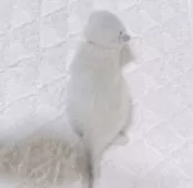 サイベリアン【大阪府・男の子・2025年3月11日・ブルーポイント】の写真7「綺麗なブルーポイントです🩷」