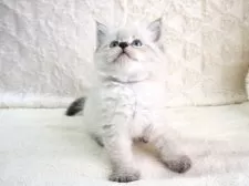 サイベリアン【大阪府・男の子・2025年9月13日・ブルーポイント】の写真3