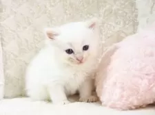 サイベリアン【大阪府・男の子・2025年9月8日・クリームポイント】の写真9