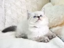 サイベリアン【大阪府・男の子・2025年9月13日・ブルーポイント】の写真2