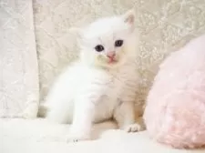 サイベリアン【大阪府・男の子・2025年9月8日・クリームポイント】の写真8