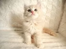 サイベリアン【大阪府・女の子・2025年9月8日・クリームタビー】の写真3