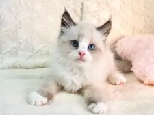 サイベリアン【大阪府・男の子・2025年9月13日・シールポイントバイカラー】の写真7