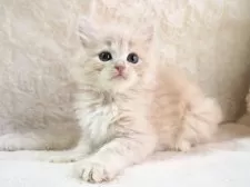 サイベリアン【大阪府・女の子・2025年9月8日・クリームタビー】の写真12