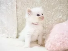 サイベリアン【大阪府・男の子・2025年9月8日・クリームポイント】の写真3