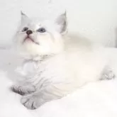 サイベリアン【大阪府・女の子・2025年4月7日・ブルーリンクスポイント】の写真7「見上げるお顔も可愛い💖」