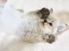 サイベリアン【大阪府・男の子・2025年9月13日・ブルーポイント】の写真11