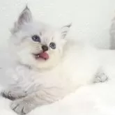 サイベリアン【大阪府・女の子・2025年4月7日・ブルーリンクスポイント】の写真6「ぺろり😋」