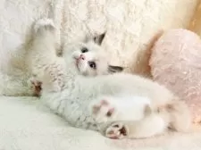 サイベリアン【大阪府・男の子・2025年9月13日・シールポイントバイカラー】の写真12