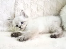 サイベリアン【大阪府・男の子・2025年9月13日・ブルーポイント】の写真4