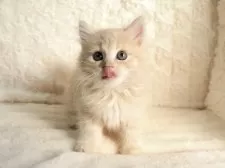 サイベリアン【大阪府・女の子・2025年9月8日・クリームタビー】の写真8