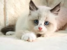 サイベリアン【大阪府・男の子・2025年9月13日・シールポイントバイカラー】の写真8