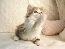 サイベリアン【大阪府・女の子・2025年9月10日・キャリコ】の写真10