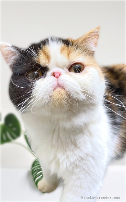 エキゾチックショートヘア【・女の子・2023年5月2日・キャリコ】