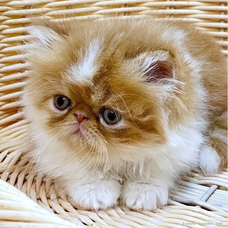 ID：2404-01153の子猫