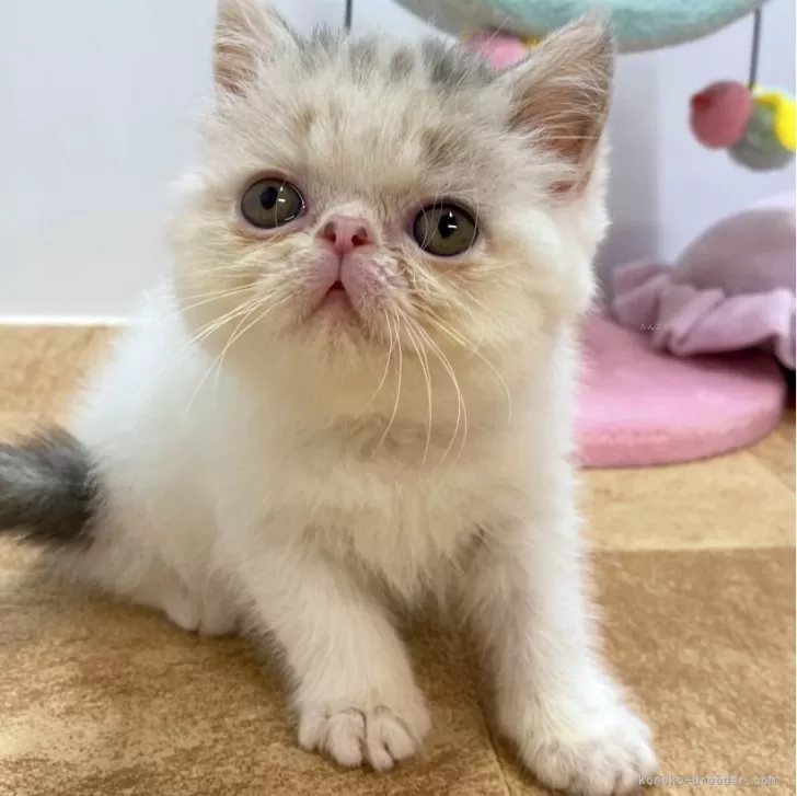 ID:2408-01993の子猫
