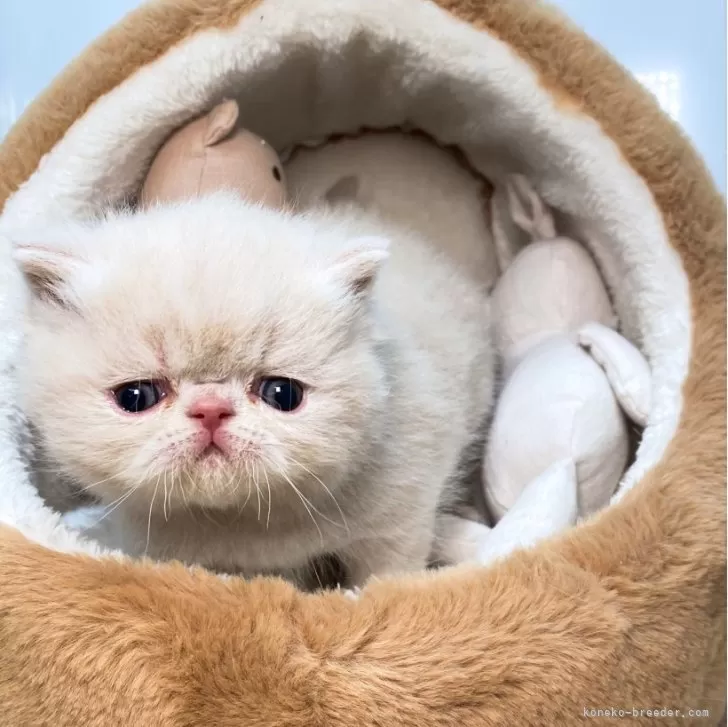 ID：2503-01571の子猫