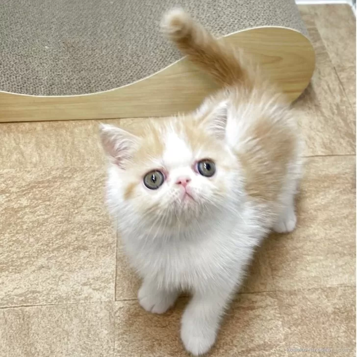 ID：2505-01028の子猫