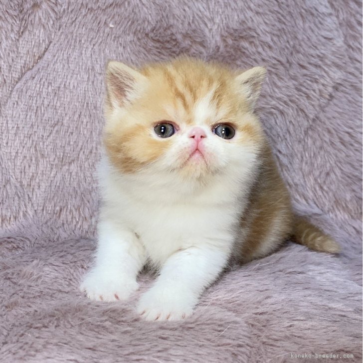 ブリーダー画像