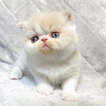 エキゾチックショートヘア【神奈川県・男の子・2025年10月15日・クリーム&ホワイト】の写真「淡い毛色が魅力的なぼくです」