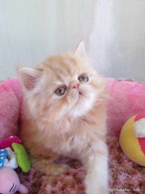 鈴木　勝善(すずき　かつよし)ブリーダー(愛知県・ブリティッシュショートヘアなど・ACC/JCU登録)の紹介写真1