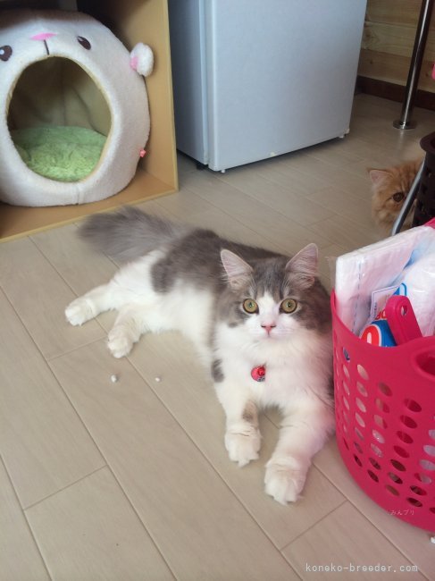 鈴木　勝善(すずき　かつよし)ブリーダー(愛知県・ブリティッシュショートヘアなど・ACC/JCU登録)の紹介写真2